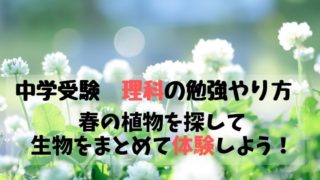 中学受験 理科の勉強やり方 春の植物を探して 生物をまとめて体験しよう!