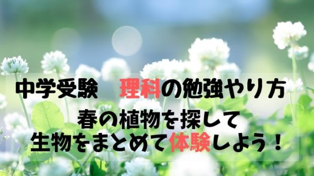 中学受験　理科の勉強やり方　春の植物を探して　生物をまとめて体験しよう！